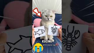 Di suruh Babu kucing pilih kanan atau kiri🤔❗ [upl. by Chapell]