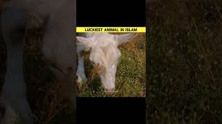 Luckiest Animal In Islam Part 1 shortsfeed shorts viral [upl. by Lleksah866]