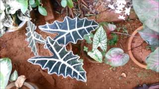 My Caladium Collection [upl. by Morrill501]