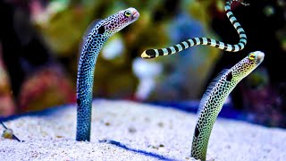 Spotted Garden Eel A Tiny Marine Marvel [upl. by Nnauol]