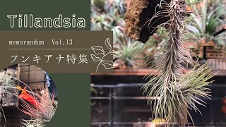 2021年10月30日【チランジア】育成中のTillandsia フンキアナ紹介！VOL13 Introducing Tillandsia Funckiana growing in my room [upl. by Anohs]