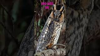 LONGEARED OWL birdsbirdslover birdslifestyle birdsounds nature shortsvideo viralshorts [upl. by Honig]