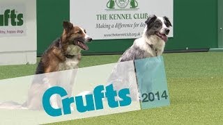 Obedience Winners 2014  Crufts 2014 [upl. by El]