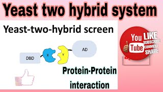 Yeast two hybrid assay  proteinprotein interaction yeast two hybrid assay [upl. by Reich396]