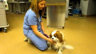 Cavalier King Charles with syringomyelia [upl. by Cottle455]