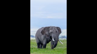 Amboseli Tusker [upl. by Ecnaralc]