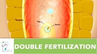 DOUBLE FERTILIZATION [upl. by Adroj]