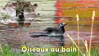 MOINEAU BERGERONNETTE  Bain dans une flaque deau [upl. by Aisan962]