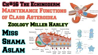 Ch16The Echinoderm Important function of class Asteriodea Maintenance functions of Class Asteroidea [upl. by Papp]