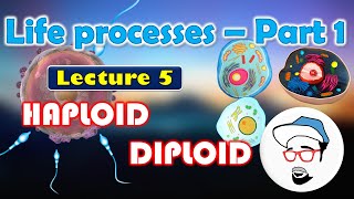 Haploid VS Diploid  Life processes in Living Organisms Part 1 Class 10 SSC CBSE [upl. by Niveek]