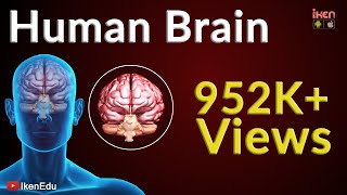 Human Brain Animation  Learn Anatomy Of The Human Brain  iKen  iKen Edu  iKen App [upl. by Onaireves]