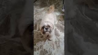 Affenpinscher Dog Barking Take to in lapdogshortslovedogdogbarkingdogslover [upl. by Ahsinar]