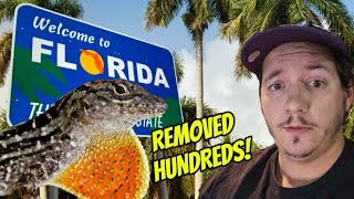 Removing invasive lizards from Florida [upl. by Nnail735]