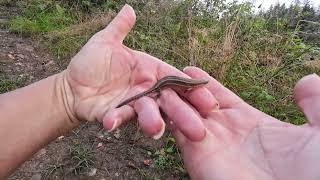 A stunning fully grown female common lizard [upl. by Bramwell]