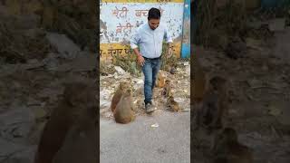 Kar kaise rahe h  monkey 🐒 🙈 [upl. by Eppilihp]