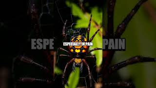 The Deadly Beauty of the FunnelWeb Spider [upl. by Anelac]