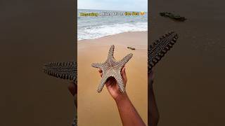 WOW Just in time Saving starfish from drying out 🥹 shorts viralvideo asmrvideo [upl. by Mccarthy]