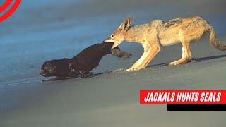 How Jackals Hunt Seals On The Beach  Animal Fighting [upl. by May]