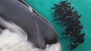 Almost 100 Whales Die on Australian Beach [upl. by Htezzil790]