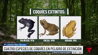 Preocupante cada vez son más especies de coquíes en peligro de extinción [upl. by Ennayk]