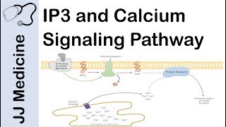 Inositol Triphosphate IP3 and Calcium Signaling Pathway  Second Messenger System [upl. by Pitts357]