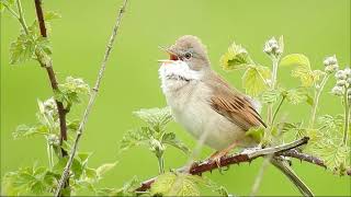 Chants doiseaux Leçon n° 5 [upl. by Nnaeed]