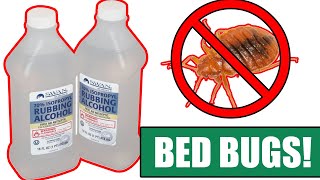 How to Kill Bed Bugs Completely using Alcohol  Be sure to watch til the end [upl. by Pass]