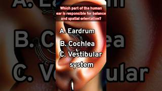 Human ear  Ear functionalities  how the human ear listens to the sound  shortsfeed quiz [upl. by Anyah]