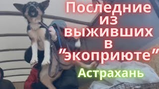 Последние трое выживших из Астраханского quotэкоприютаquot [upl. by Adnohsal]