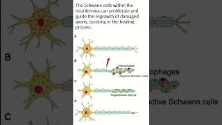 Neurolemma sheath shorts nervoussystem [upl. by Rondon]