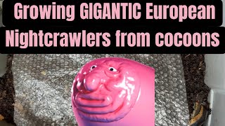 Growing GIGANTIC European Nightcrawlers from cocoons [upl. by Aitel]