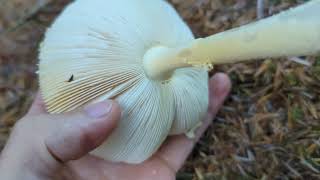 Fly Agaric  Foraging Mushrooms UK Amanita Muscaria [upl. by Etnomed]