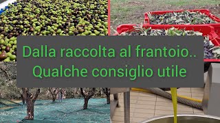 dalla raccolta al frantoio provo a darvi qualche consiglio [upl. by Mcdonald888]