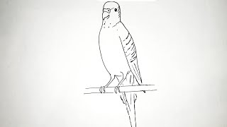 Kako nacrtati Papagaja TigricaHow to draw a Parrot Budgerigar SIMPLE🦜 [upl. by Ellehcil]