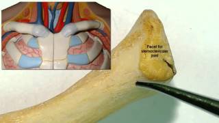 Osteology of the clavicle [upl. by Boote]