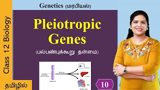 Pleiotropic genes Pleiotropy  Genetics Class 12 in Tamil [upl. by Karb]