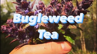 Bugleweed Medicinal Tea [upl. by Llevaj802]