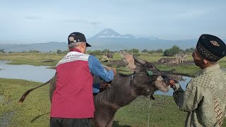 PELAYANAN KESEHATAN DAN PEMERIKSAAN KEBUNTINGAN PADA KERBAU [upl. by Pelagia983]