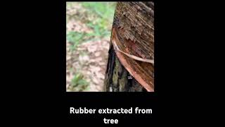 Natural way of extracting rubber from tree nature 🌳 [upl. by Accebor]