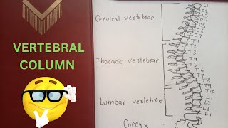 Easy Guide to Drawing the Vertebral Column  Step by Step tutorial [upl. by Binky324]