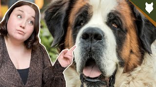 5 Reasons you SHOULD NOT GET A SAINT BERNARD [upl. by Tuchman]