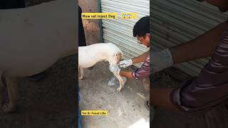 How vet treat pets drfaisallilla animals pet shorts short trending viralvideo song music [upl. by Annelg848]