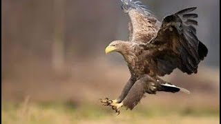 Les Aigles Royaux 2  Oiseaux  Documentaires Animaliers [upl. by Swinton]