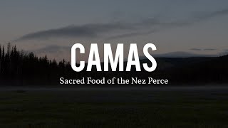 Camas Sacred Food of the Nez Perce Nimiipuu  Documentary Film [upl. by Ong548]