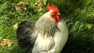 Pekin bantam rooster crowing in the morning full video [upl. by Landis]