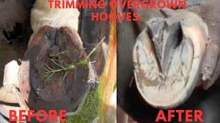 Farrier Hoof Restoration  Satisfying [upl. by Stephenie]