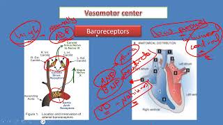 Valsalva maneuver  Exercise physiology [upl. by Egnalos]