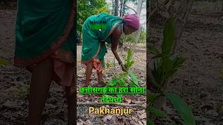 छत्तीसगढ़ का हरा सोना तेंदूपत्ता Tendu Patta tendupatta pakhanjur chattisgarh [upl. by Carlynne]