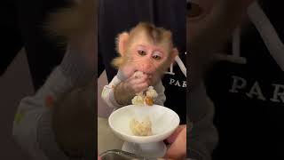 Monkey chú khỉ dễ thương [upl. by Mitchel]