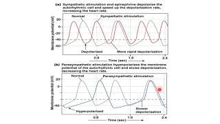 4 Cardiac output [upl. by Vergne334]